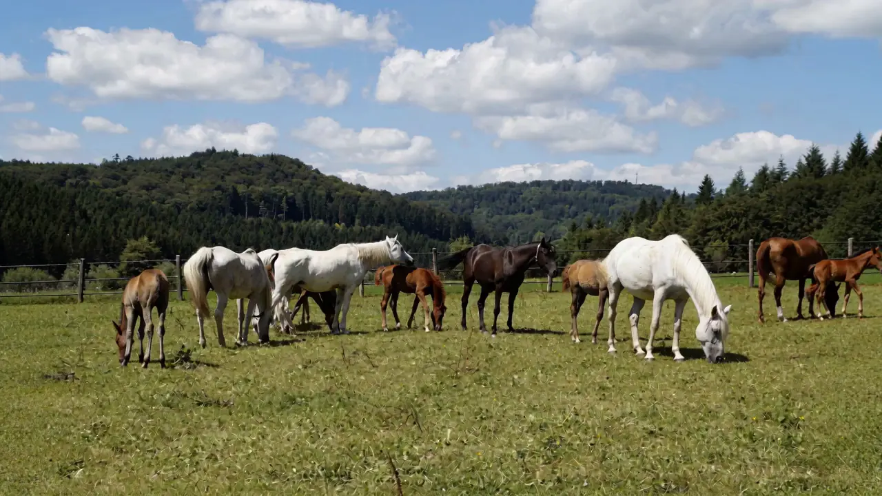 Pferdehof & Reitbetrieb – Absicherung im Bild