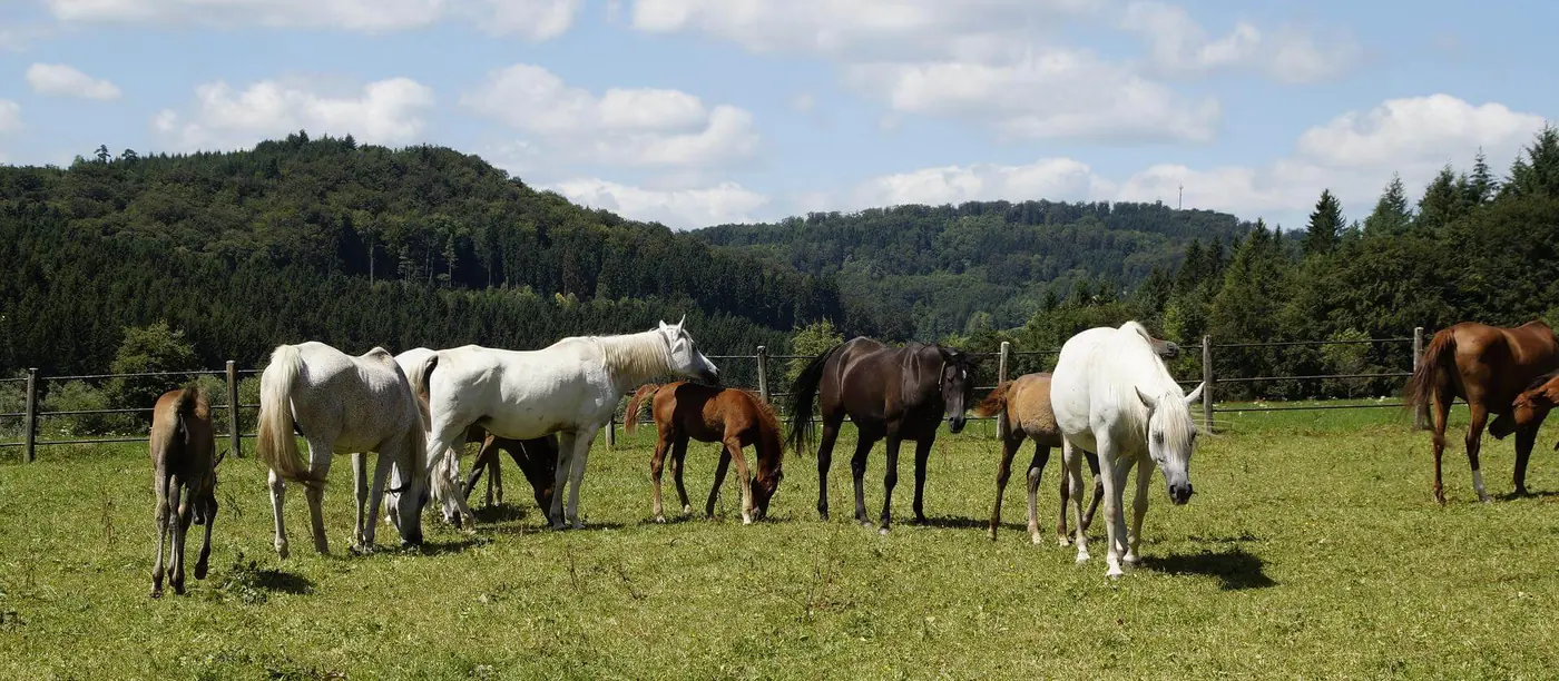 Pferde auf einem Reitbetrieb